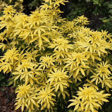 Feuillage jaune vif du Choisya 'Goldfinger'
