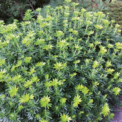 Haie dense de Choisya 'Greenfingers'