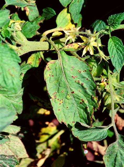 Diagnostic des maladies courantes sur les feuilles de poivron