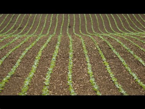 Image d'une personne en train de biner le sol autour des plants de fèves