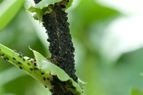 Image d'un plant de fèves infesté de pucerons noirs