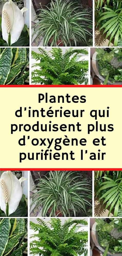 Diagramme illustrant comment les plantes purifient l'air