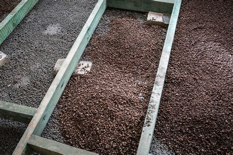 Exemple de plateau de billes d'argile pour maintenir l'humidité