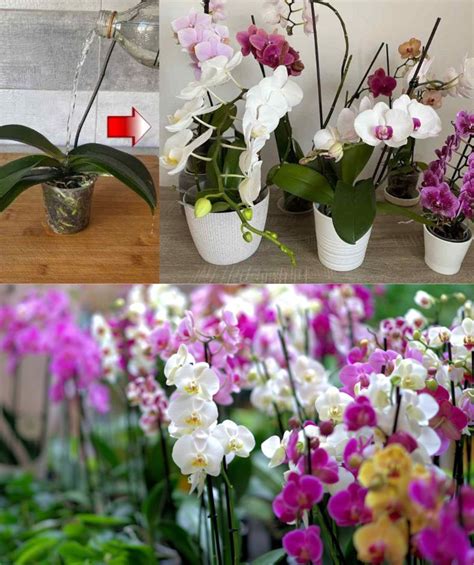 Orchidées exotiques en pleine floraison dans une véranda