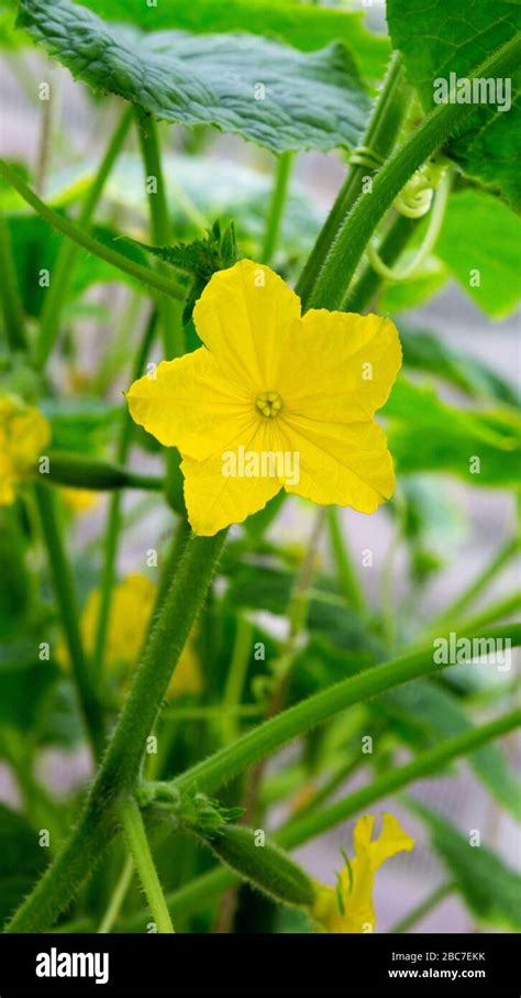 Plante de concombre en pleine croissance avec des fleurs