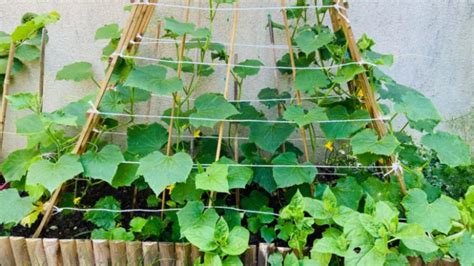 Concombres palissés sur un treillage