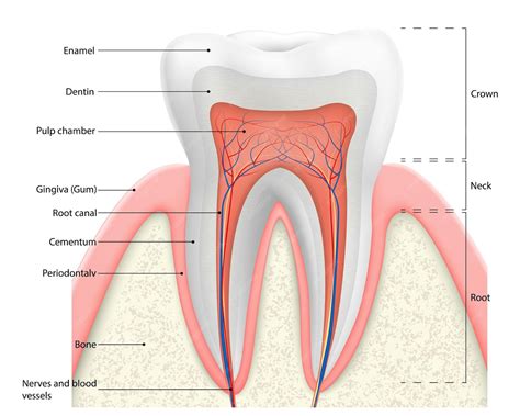 Coupe transversale d'une dent en carbure montrant la structure composite