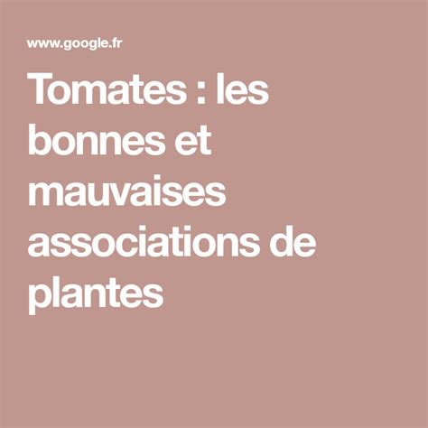 Infographie montrant les bonnes et mauvaises associations pour la culture de la tomate