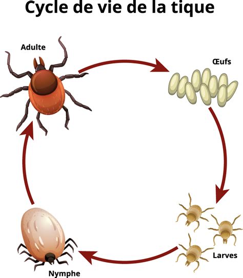 Schéma illustrant le cycle de vie de la tique : œuf, larve, nymphe et adulte