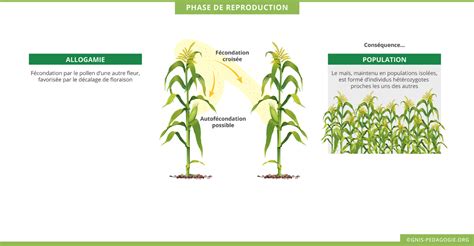 Schéma des différents stades de l'amidon dans le grain de maïs