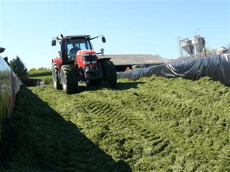 Bonnes pratiques pour un silo d'ensilage de maïs réussi