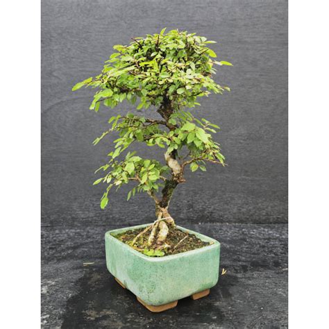 bonsai orme de chine feuilles seches