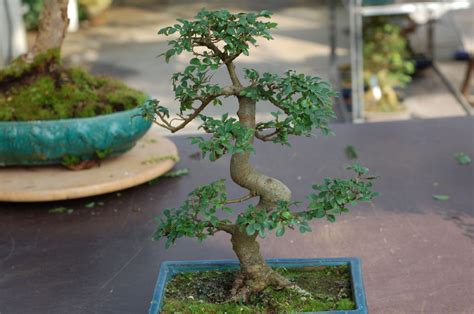 entretien bonsai orme de chine