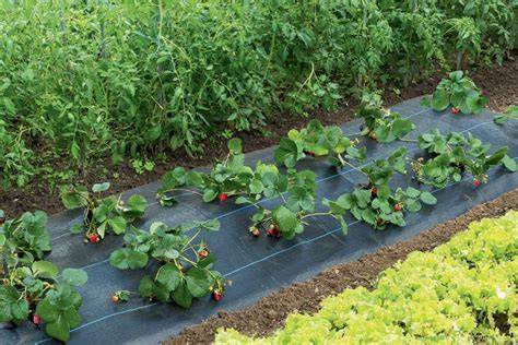 Paillage de fraisiers avec une bâche noire