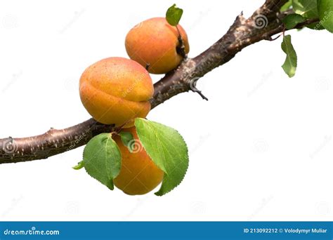 Abricots sur une branche