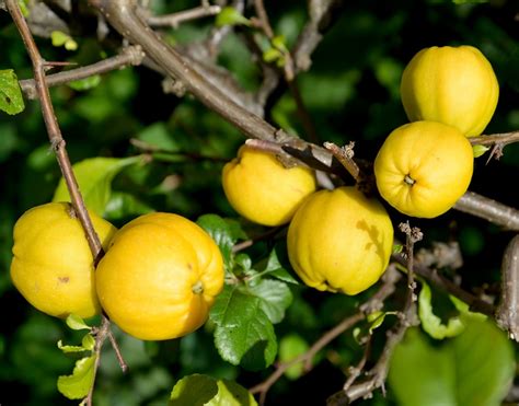 Fruits du cognassier du Japon