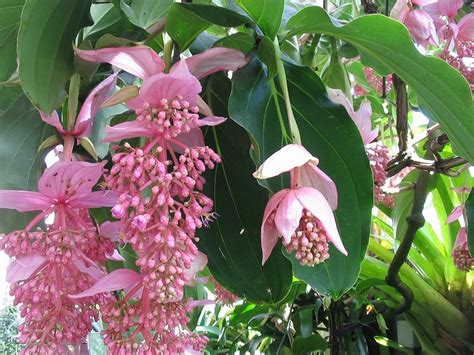Medinilla magnifica en pleine floraison