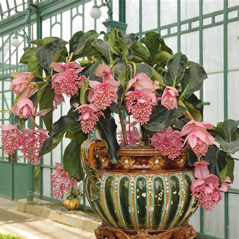 Schéma d'un substrat bien drainé pour Medinilla magnifica