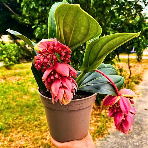 Infographie des problèmes courants du Medinilla magnifica et leurs causes