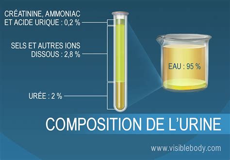 Schéma de la composition de l'urine