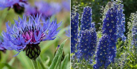 jardin avec des fleurs bleues et feuillages argentés