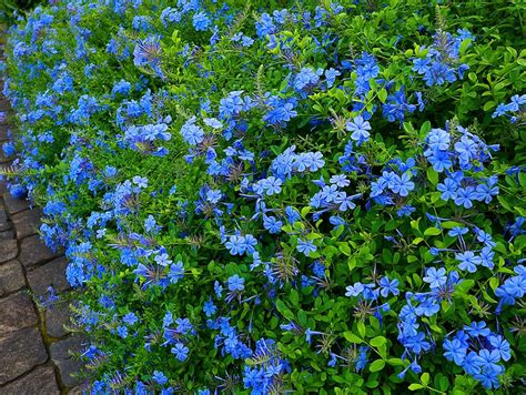 fleurs de plumbago bleu
