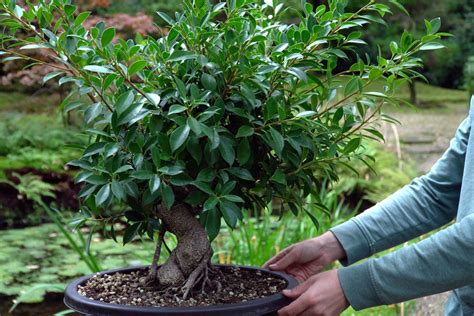 bonsai ficus feuilles tombantes