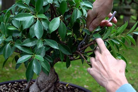 emplacement ideal ficus bonsaï