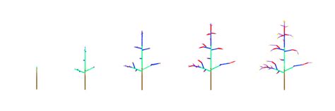 Diagramme montrant la sélection des branches charpentières pour un jeune prunier