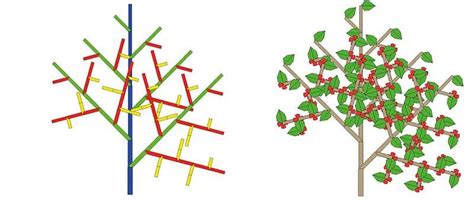 Diagramme illustrant les zones de taille pour favoriser la ramification après une période de stress