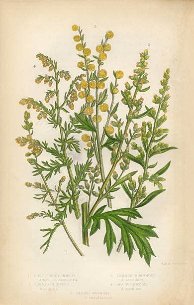 illustration botanique de l'armoise commune