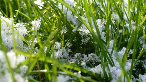Effets du gel sur les brins d'herbe