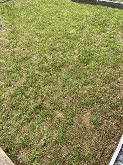 Problèmes courants de pelouse après l'hiver