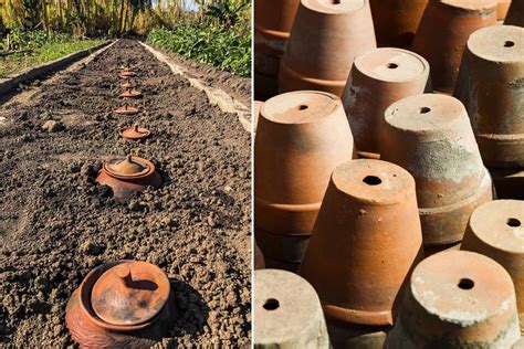 Ollas en terre cuite enterrées dans un jardin