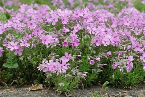 Plantes paillées pour retenir l'humidité