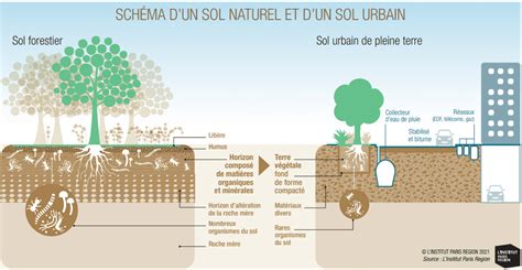 Infographie comparant l'efficacité des différents traitements naturels (Neem, Ail, Terre de diatomées)