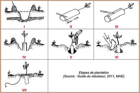 Schéma des étapes de plantation de la sauge blanche