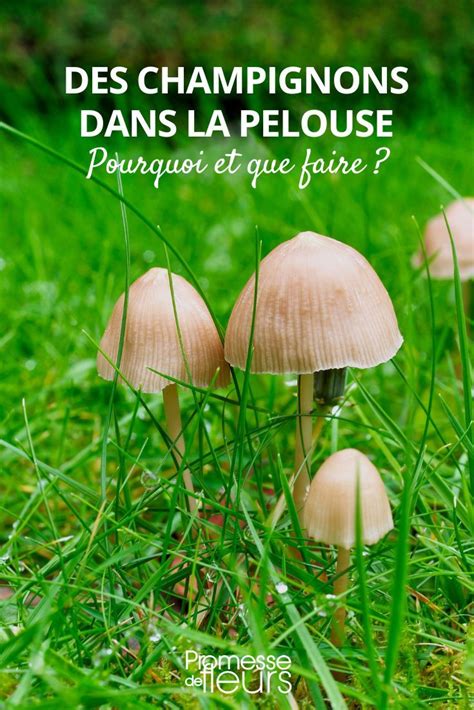 Champignon rouge sur la pelouse