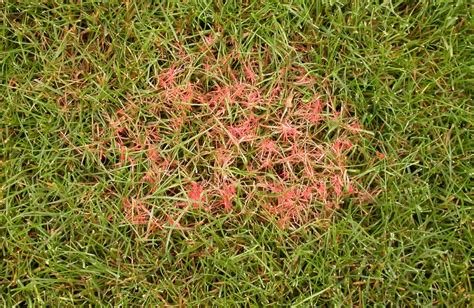 Filaments mycéliens rouges du fil rouge dans le gazon