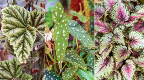 Types de bégonias et leurs feuillages