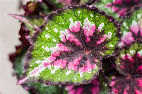 Entretien et soins des bégonias