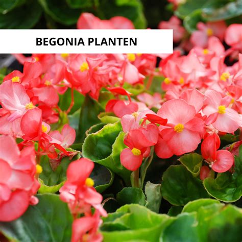 Méthodes de propagation des bégonias