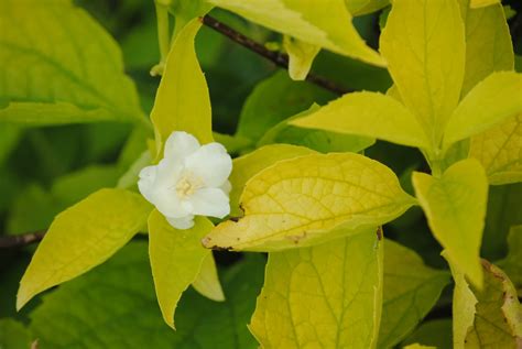 Gros plan sur les feuilles jaune doré du Philadelphus 'Aureus'