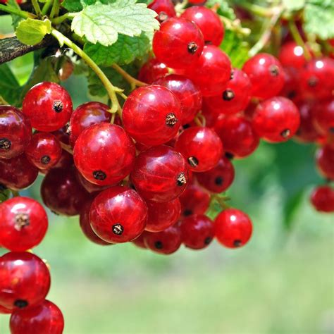 Groseillier à grappes avec fruits rouges