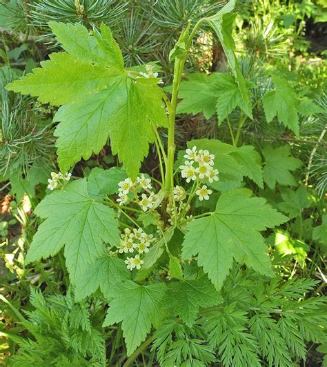 Ribes glandulosum en tant que couvre-sol
