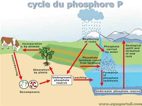 Représentation schématique du cycle du phosphore dans un écosystème agricole