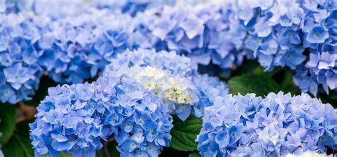 Gros plan sur les pétales bleus d'un Hydrangea macrophylla