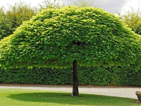 Arbre fruitier en ombre partielle