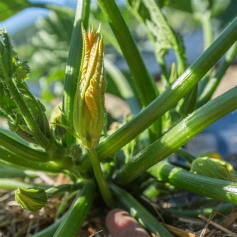 Illustration des fleurs mâles et femelles sur un plant de courgette