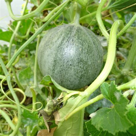 Illustration d'un plant de melon Petit Gris de Rennes cultivé verticalement sur un treillage en bois dans un potager ensoleillé.
